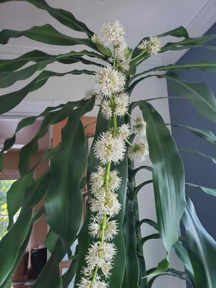Photo of free Corn plant (Laurel) #3