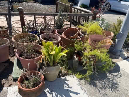 Photo of free Garden pots! Many (Novato) #1