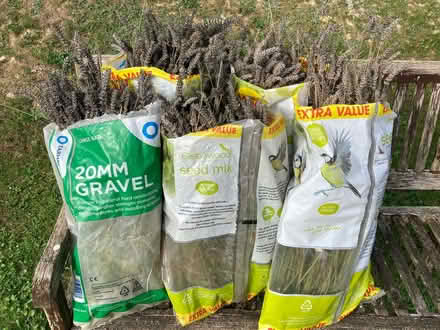 Photo of free Freshly cut lavender stalks (Prestwood HP16) #1