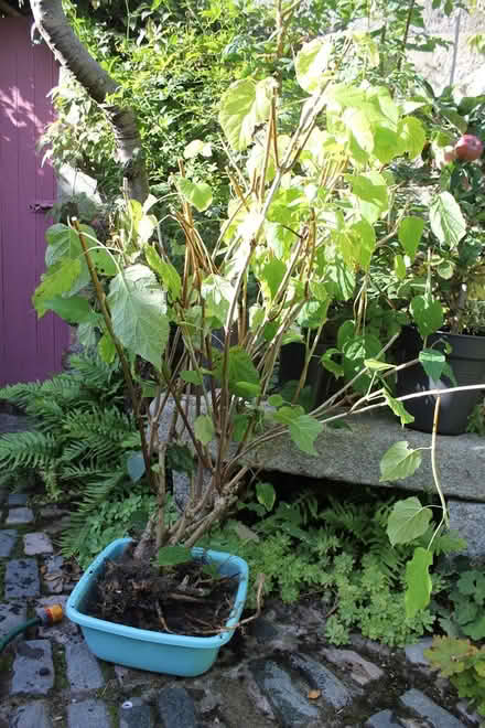 Photo of free Large White Hydrangea Annabelle (Bray Seafront) #1