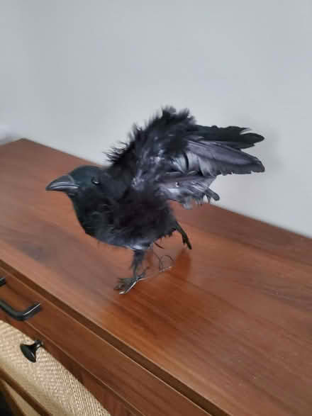 Photo of free Tabletop crow Halloween decoration (Gloucester) #1