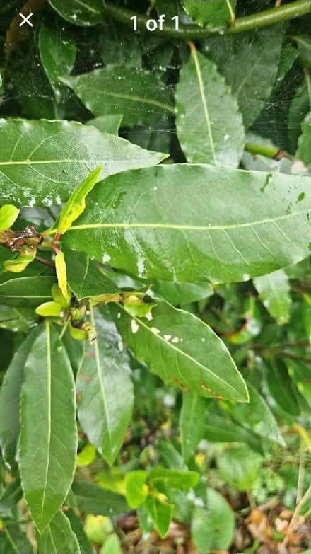 Photo of Bay leaves or a bay tree (Osmaston DE24) #1