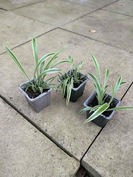 Photo of free Spider plant pups - potted (3x) (Salford M6) #1
