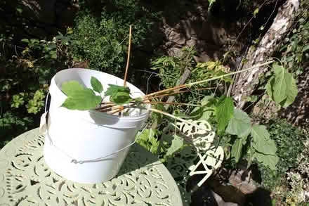 Photo of free White Hydrangea Annabelle (Bray Seafront) #1