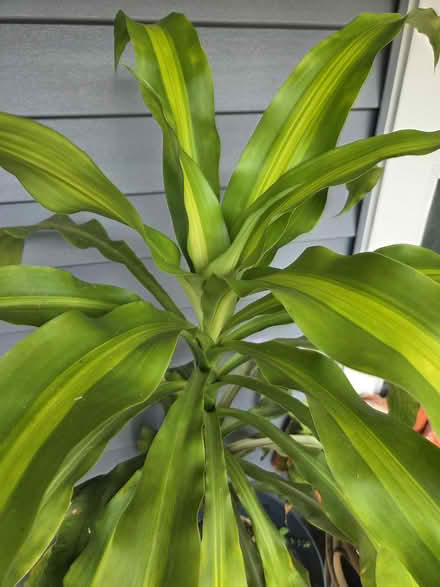 Photo of free Corn plant (Laurel) #1