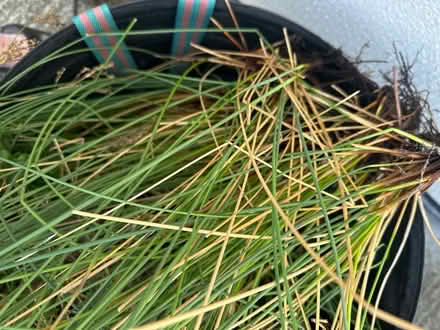 Photo of free Junctus - Rush - outdoor plant (CO4 9 Colchester) #1