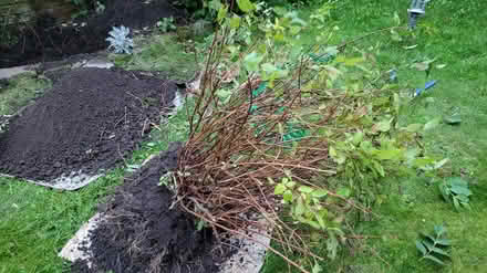 Photo of free Spirea plant. Maybe japonica? (chorley PR6) #2