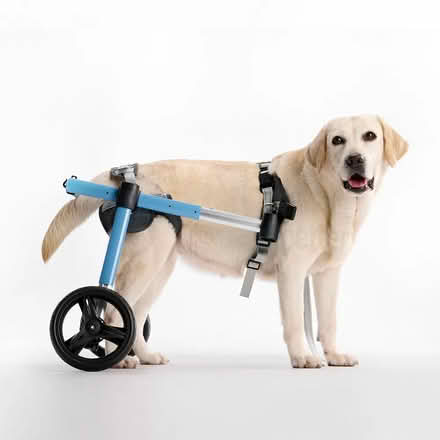 Photo of Dog wheels (Runcton, PO20) #1