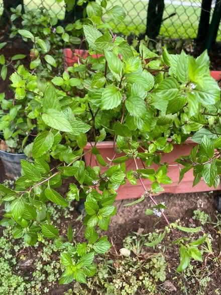 Photo of free Mint (chocolate?) cutting (Financial district) #1