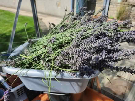 Photo of free Lavender cuttings (Halton LA2) #1