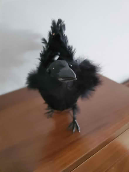 Photo of free Tabletop crow Halloween decoration (Gloucester) #2