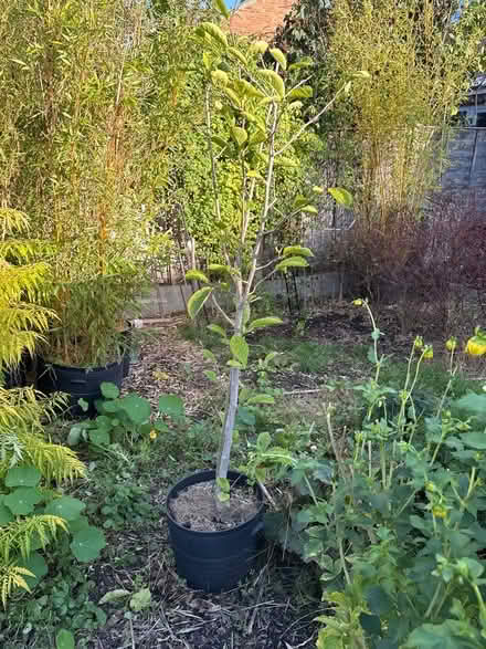Photo of free Magnolia Tree (Cam GL11) #3