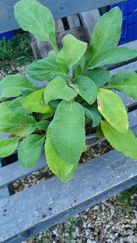 Photo of free Foxglove plants (TA14 6QW stoke sub hamdon) #1