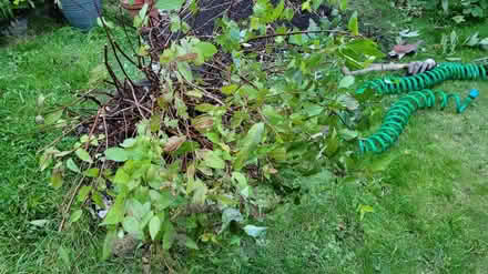 Photo of free Spirea plant. Maybe japonica? (chorley PR6) #3