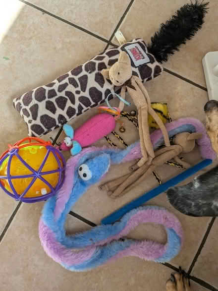 Photo of free Cat toys (Shippon OX13) #3