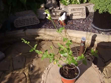Photo of free plant salvia (Durrington BN13) #1