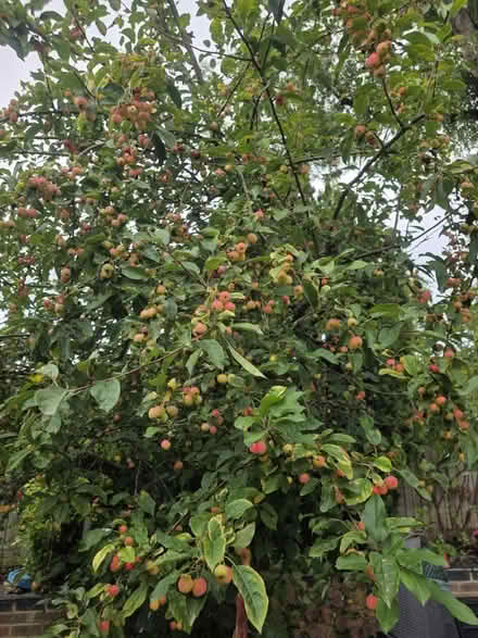 Photo of free Crab Apples (Bovingdon) #1