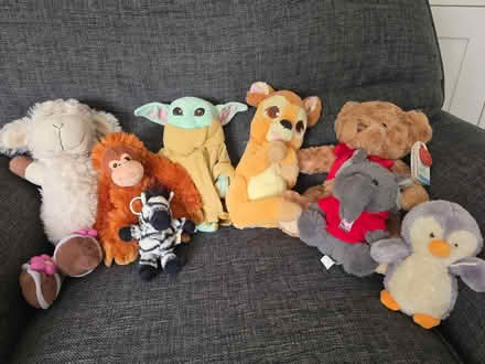 Photo of free Teddies (Sale M33) #1