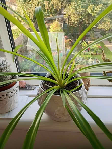 Photo of free Green spider plant (Cowley Oxford OX4) #1