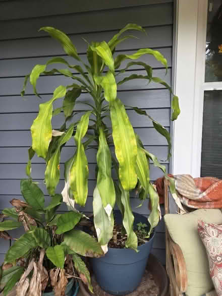 Photo of free Corn plant (Laurel) #2