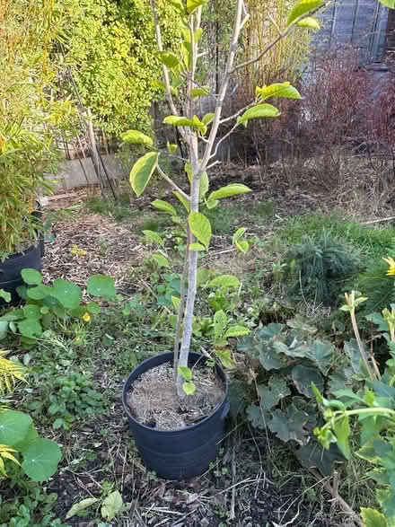 Photo of free Magnolia Tree (Cam GL11) #2