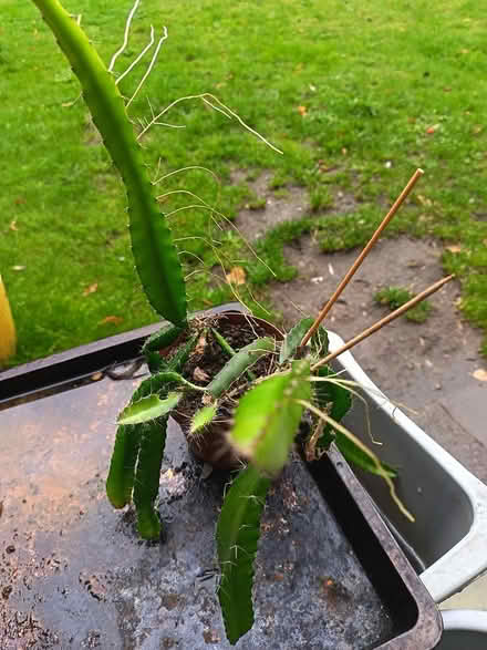 Photo of free Succulent (Rochdale, OL11) #2