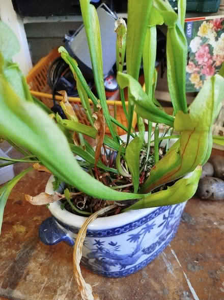 Photo of free 2 carnivorous plants (pot not included) (Kenton NE3) #1