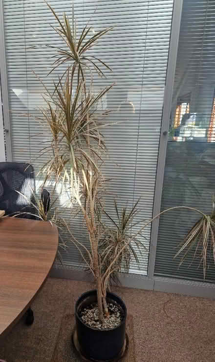 Photo of free Dracaena marginata plant (North Tonbridge TN10) #1