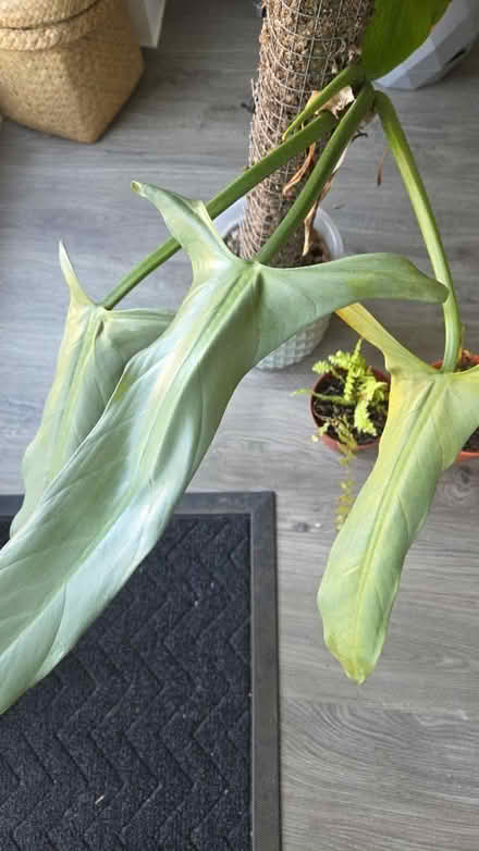 Photo of free Rescue indoor plants (Faversham) #1