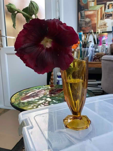 Photo of free Hollyhock seeds (Blewbury OX11) #1