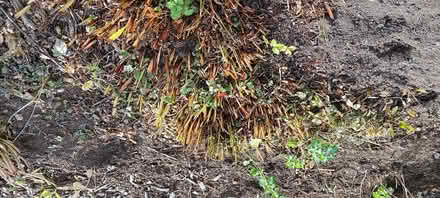 Photo of free Crocosmia (Lower Tumwater Hill) #1
