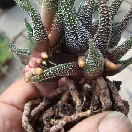 Photo of free Shade-tolerant indoor succulents (Wallington SM6) #2