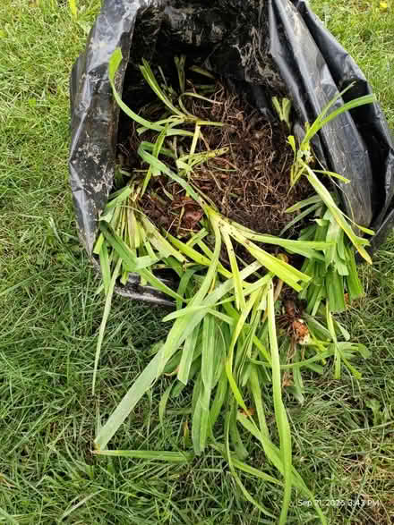 Photo of free Ditch Lillies (Westmont) #2