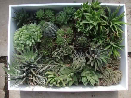 Photo of free Shade-tolerant indoor succulents (Wallington SM6) #1
