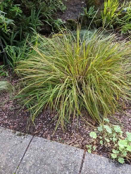 Photo of free Sedge plants (Tavistock) #1