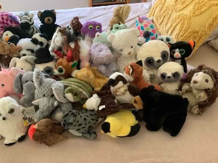 Photo of free Stuffed Animals Abundance (Bolton, MA) #3