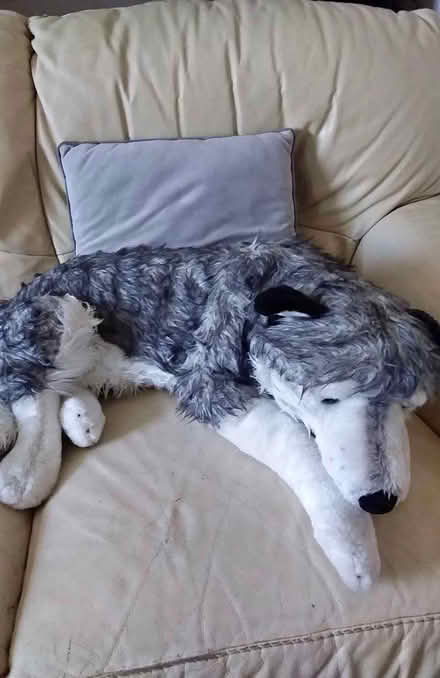 Photo of Large wolf teddy (Kingsway BA2) #1