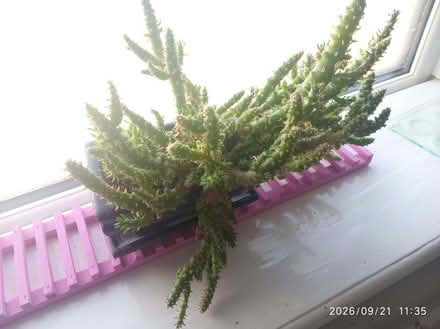 Photo of free Pieces of cactus to root (Carlton Hill BN2) #1