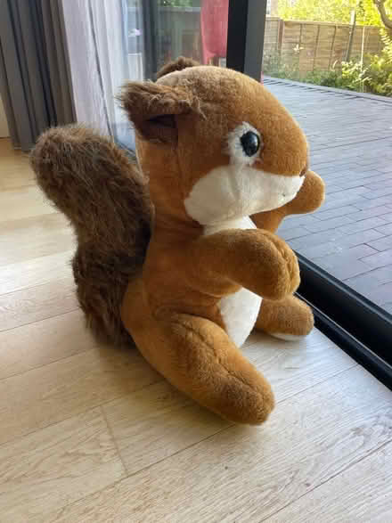 Photo of free Sydney Squirrel (North Road BA2) #1