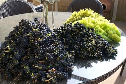 Photo of free Large quantity of grapes to make your own wine. (Yatton BS49) #1