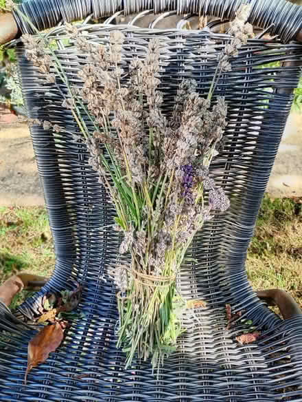 Photo of free lavender (Temple Cowley OX4) #1