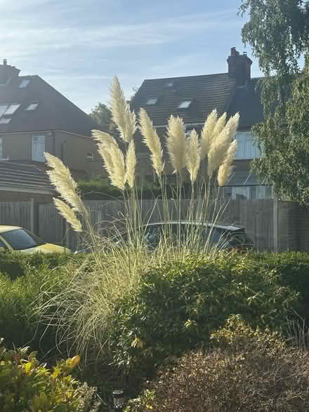 Photo of free Pampas grass fronds (Gillingham ME7) #1