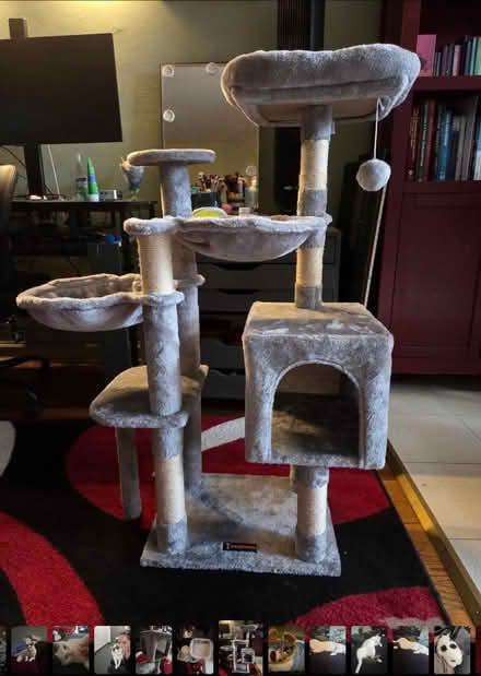 Photo of free Small cat tree (Kew Gardens) #1