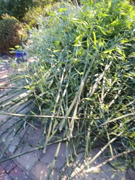Photo of free Bamboo (Lingfield RH7) #1