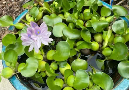 Photo of free Water hyacinth plants (Near Greer park, Palo alto) #1