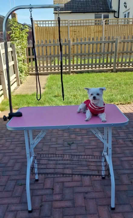 Photo of free Kollektion: grooming table (Moulsoe MK160HP) #2