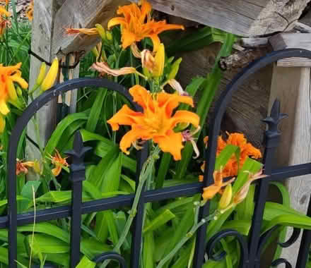 Photo of free Ditch Lillies (Westmont) #1