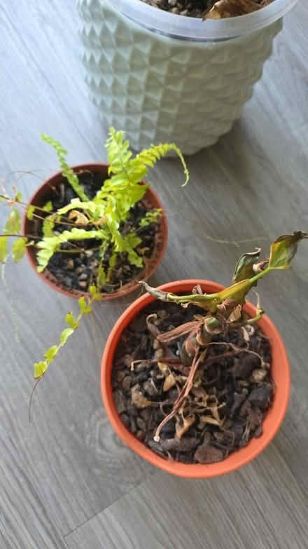 Photo of free Rescue indoor plants (Faversham) #2