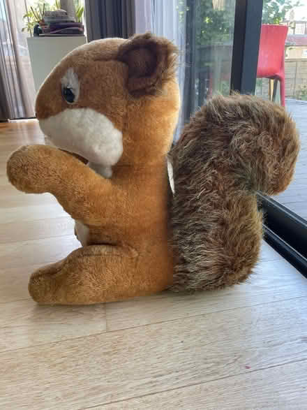 Photo of free Sydney Squirrel (North Road BA2) #3
