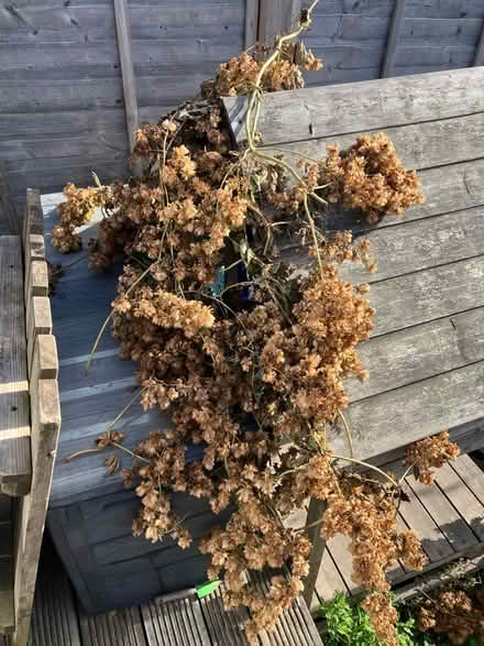 Photo of free Hops (Hastings, TN35) #1